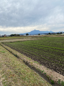 Miyazaki